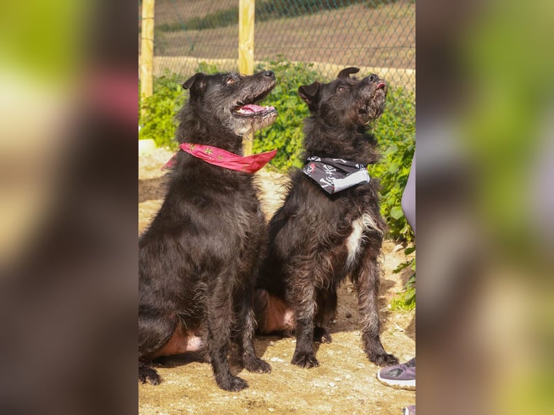 OSLO-warmherzig, anhänglich, liebenswert