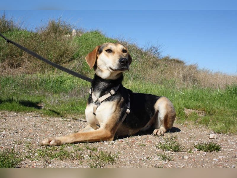 SOMBRA-lieb, sanftmütig, anhänglich und auf der Suche nach liebevoller Für-immer-Familie