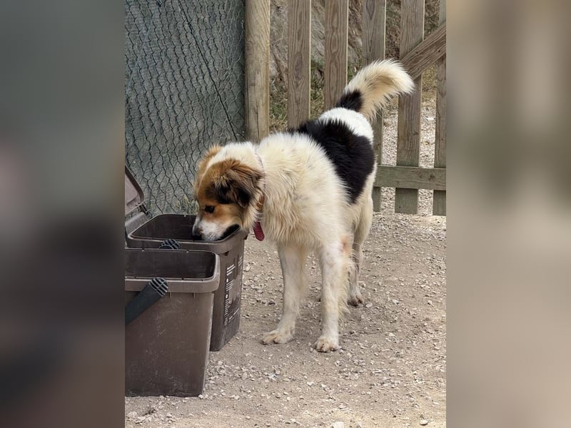 LOKI-fröhlicher, unkomplizierter Begleiter sucht sein liebevolles "Für-immer-Zuhause"