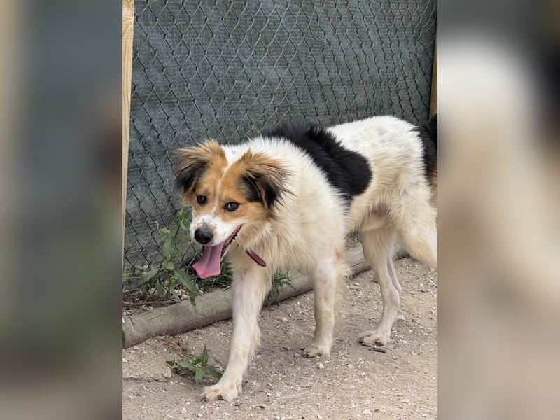 LOKI-fröhlicher, unkomplizierter Begleiter sucht sein liebevolles "Für-immer-Zuhause"