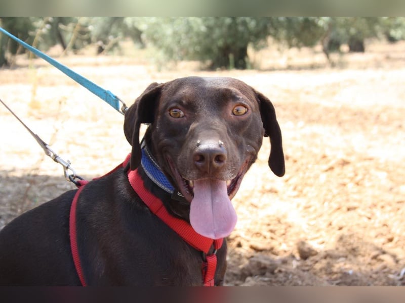 CHOCOLATE-sucht Familie die ihm Liebe und Geborgenheit schenkt-er hat es sie  verdient