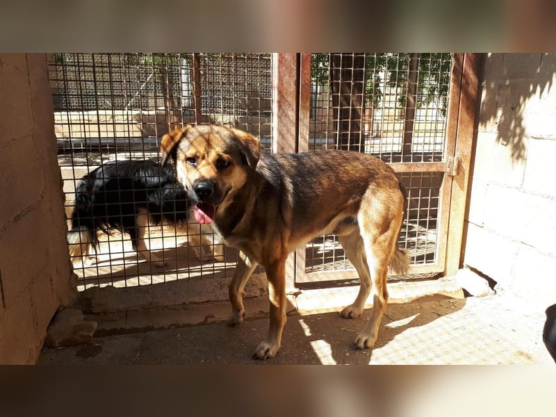 SIBILO - treuer Hundemann