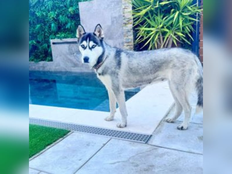 HELA-Sibirian Husky-Liebhaber und solche, die es werden wollen: aufgepasst!