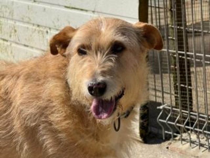 PEANUT-schnuckligen Zottel-Vertreter dieser wunderbaren Rasse