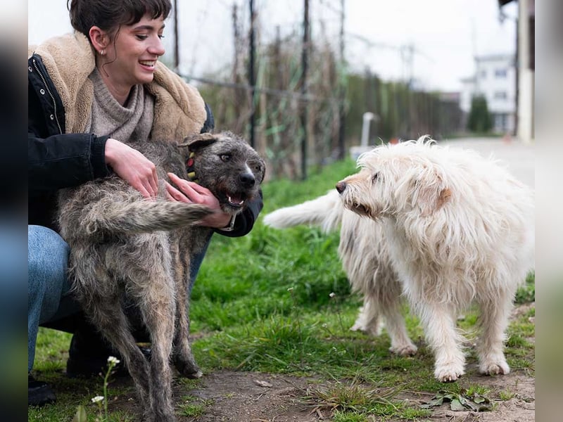 TIARA-sonniges Gemüt, treue, anhängliche Hündin