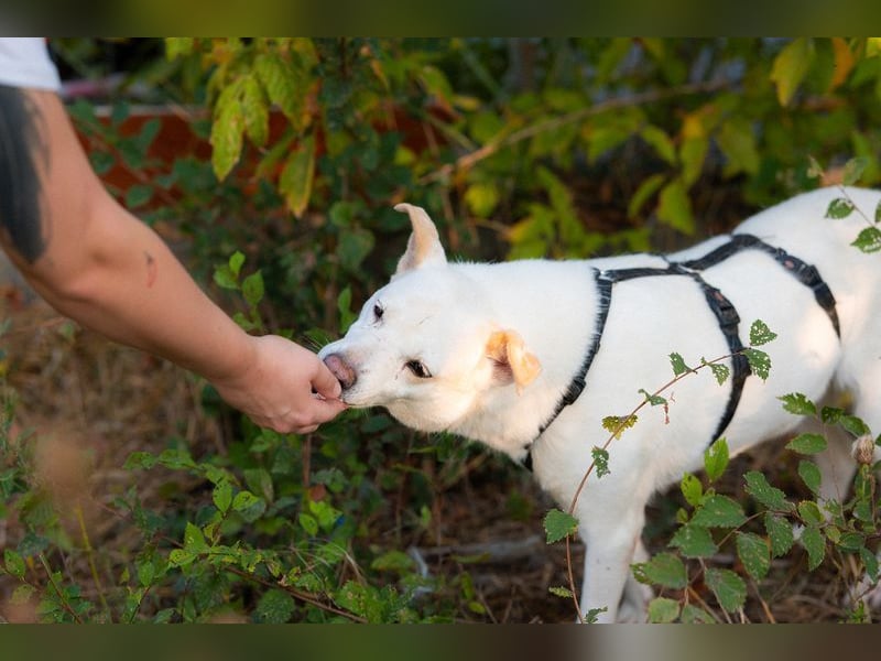 SNOW-WHITE - zart Seele hat ihr Herz geöffnet und ist bereit für ihre liebevolle Familie