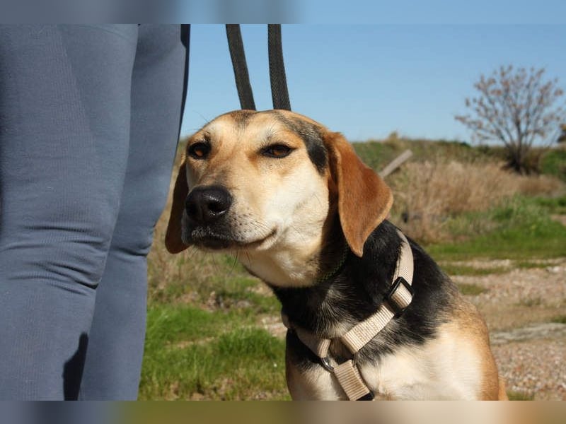 SOMBRA-lieb, sanftmütig, anhänglich und auf der Suche nach liebevoller Für-immer-Familie