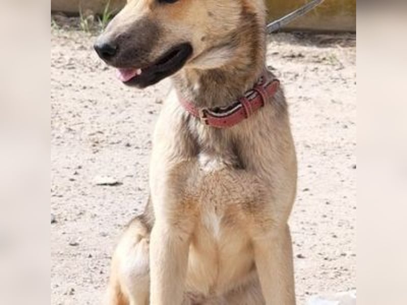 SAMIRA-zarte Schmusehündin sucht liebevolles Zuhause