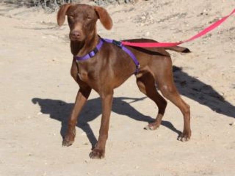 NANDO-kleiner Braco-Charmeur mit großem Herz sucht sein Zuhause