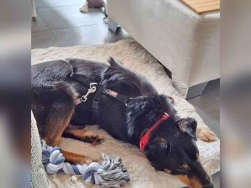 ROCKY– ruhiger Begleiter mit großem Herzen sucht sein Für-immer-Zuhause