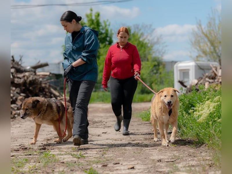 LORIEN - vorsichtiger Herzenshund sucht Menschen mit Geduld und Liebe
