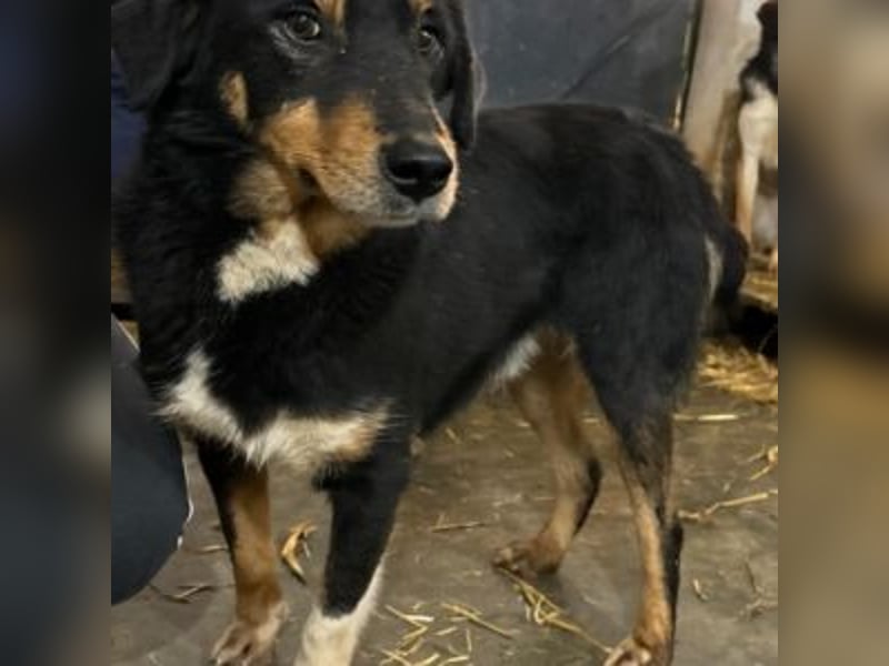 ROCKY– ruhiger Begleiter mit großem Herzen sucht sein Für-immer-Zuhause