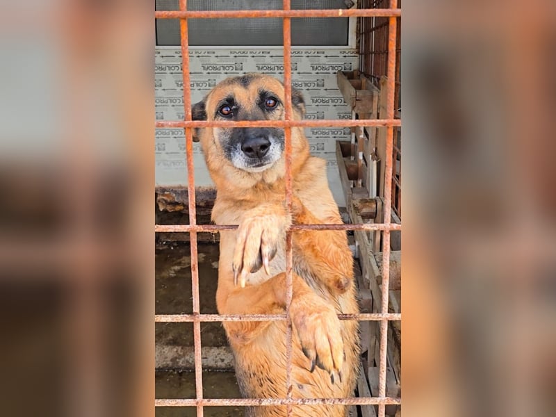 MINERVA-tolles, liebenswertes, sportliches Hundemädchen