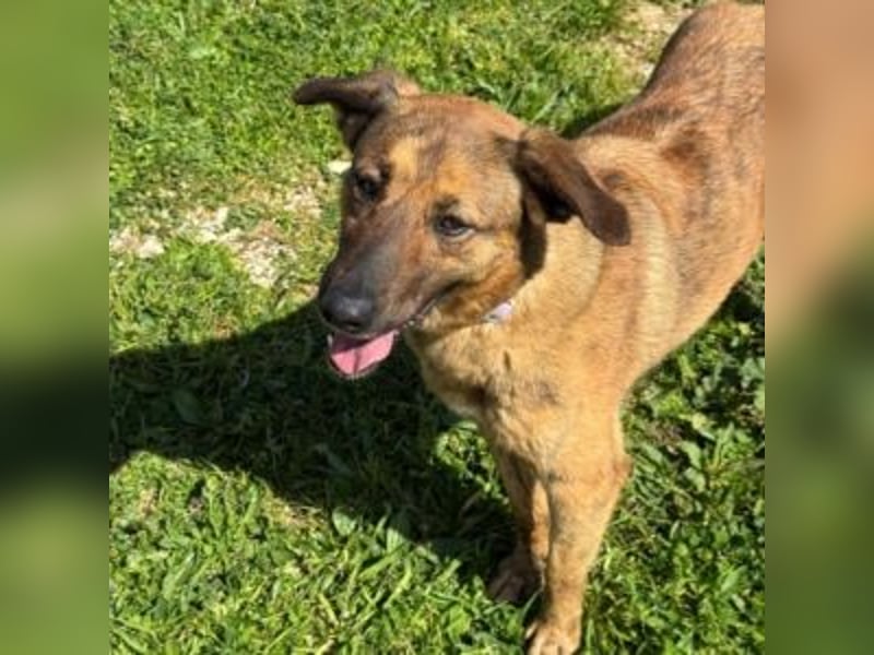 ZARA-eine ganz besondere Hündin mit einer bewegenden Geschichte