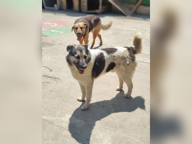 PLUTO- sanft, gesellig, freundlich, sehnt sich nach "seiner Für-immer-Familie"