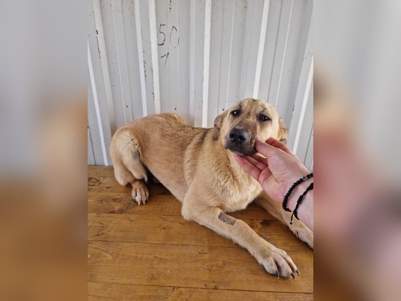SASHA - unendlich liebes Hundemädchen wartet sehnsüchtig auf liebevolles Für-immer-Zuhause
