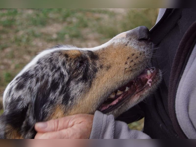 MERLI-ein Schatz auf 4 Pfoten, sozial sucht sein liebevolles Für-immer-Zuhause