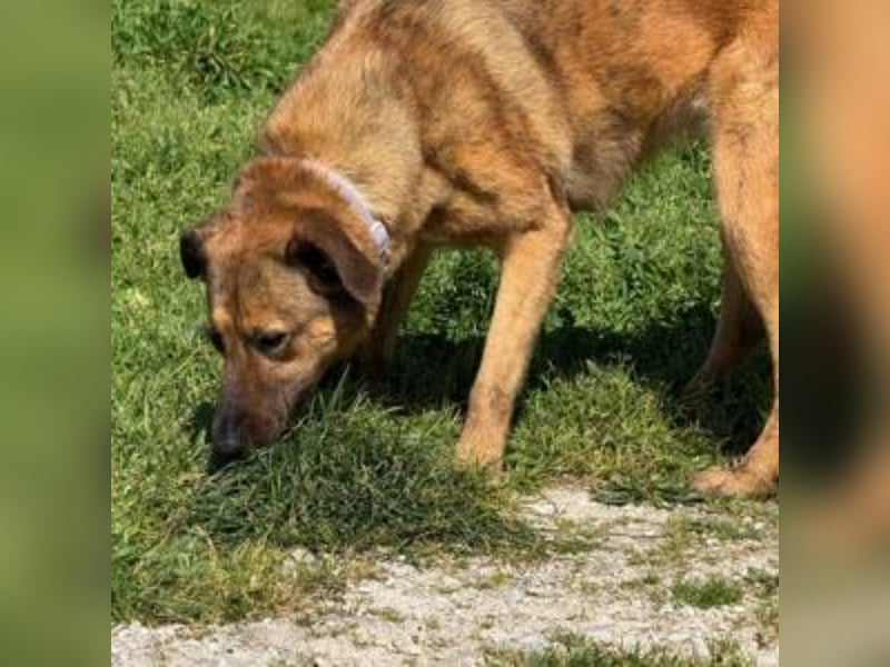 ZARA-eine ganz besondere Hündin mit einer bewegenden Geschichte