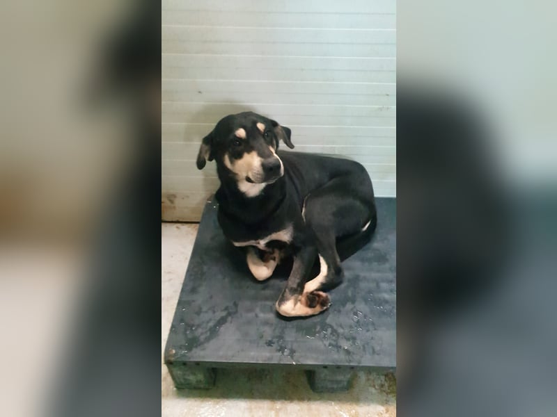 REX- sucht sehnsüchtig ruhigen Ort, ein bequemes Körbchen um entspannt zu dösen.
