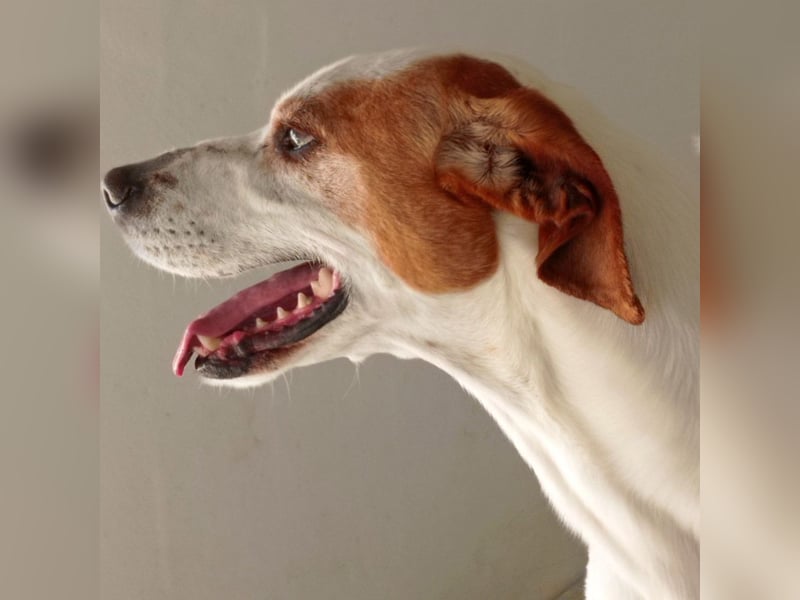 CHARDO-geht schon gut an der Leine, kann Auto fahren, ist brav und lernwillig