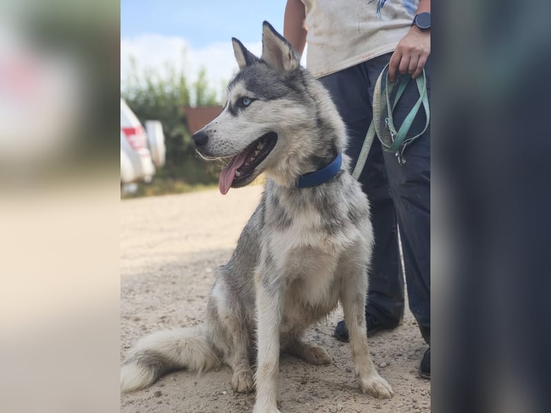HELA-Sibirian Husky-Liebhaber und solche, die es werden wollen: aufgepasst!