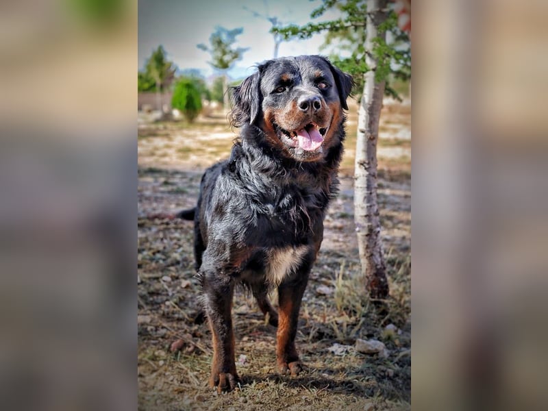 BEAR-sucht Menschen, die ihm Stabilität, Geborgenheit und eine Aufgabe geben