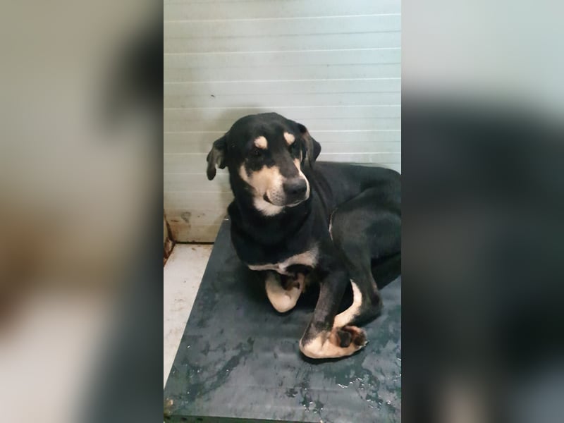 REX- sucht sehnsüchtig ruhigen Ort, ein bequemes Körbchen um entspannt zu dösen.