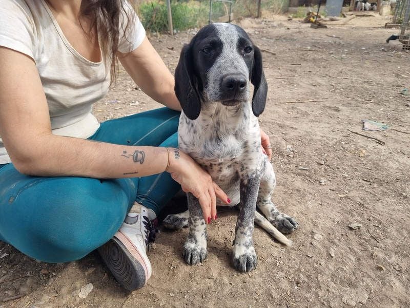 FLECHA-neugierig, sensibel, bewegungsfreudiges Mädchen sucht ihr liebevolles "Für-immer-Zuhause"