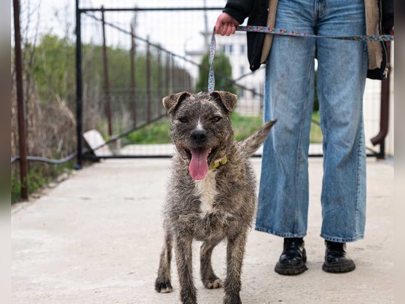 TIARA-sonniges Gemüt, treue, anhängliche Hündin