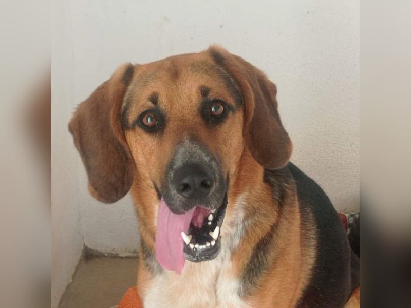 LUCHO-will schnellstmöglich das Tierheim verlassen und sucht seine liebevolle Für-immer-Familie