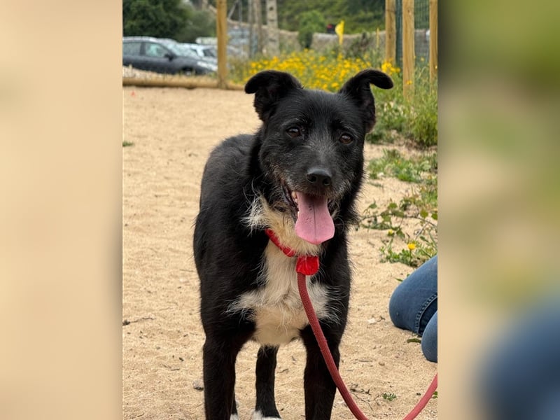 BRIGADEIRO-everybodys darling, liebenswert, freundlich, sehnt sich nach menschlicher Nähe