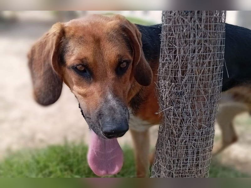 LUCHO-will schnellstmöglich das Tierheim verlassen und sucht seine liebevolle Für-immer-Familie