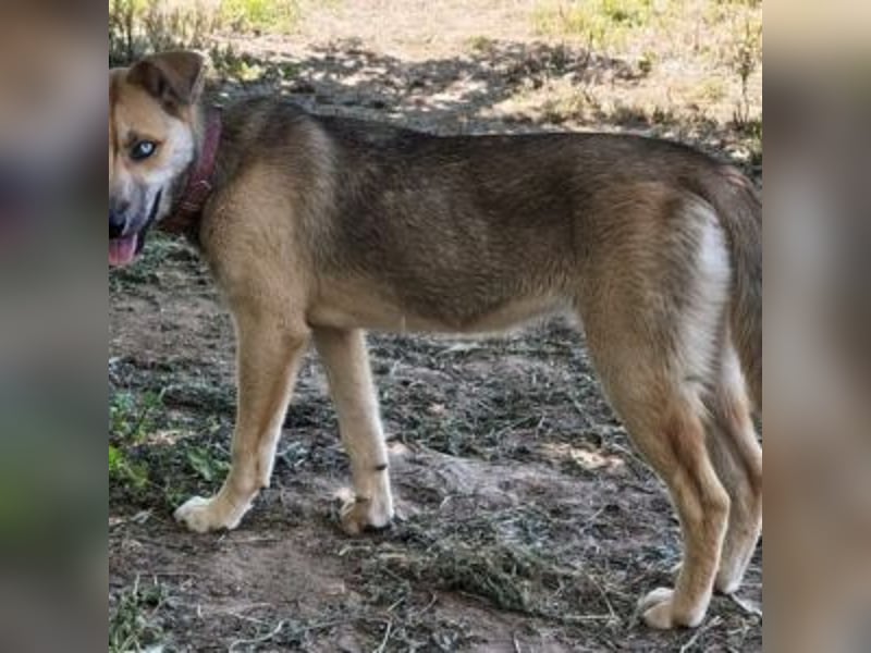 SAMIRA-zarte Schmusehündin sucht liebevolles Zuhause