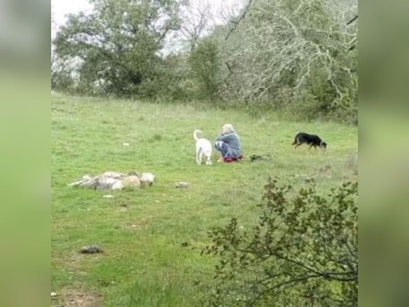 NEKO-fröhlicher, aktiver Begleiter, der gerne draußen unterwegs ist