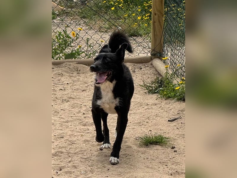 BRIGADEIRO-everybodys darling, liebenswert, freundlich, sehnt sich nach menschlicher Nähe
