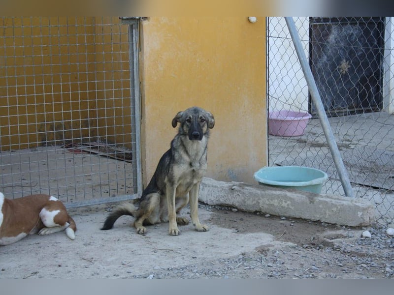 MULAN-sucht ein Zuhause mit sehr geduldigen und einfühlsamen Menschen