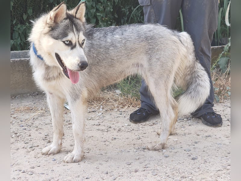 HELA-Sibirian Husky-Liebhaber und solche, die es werden wollen: aufgepasst!