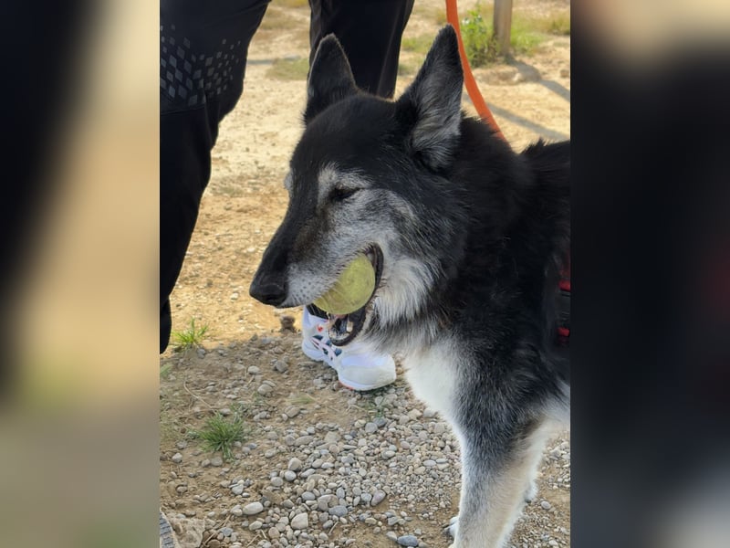 Cleissy – Border Collie Lady sucht ihre Bestimmung!