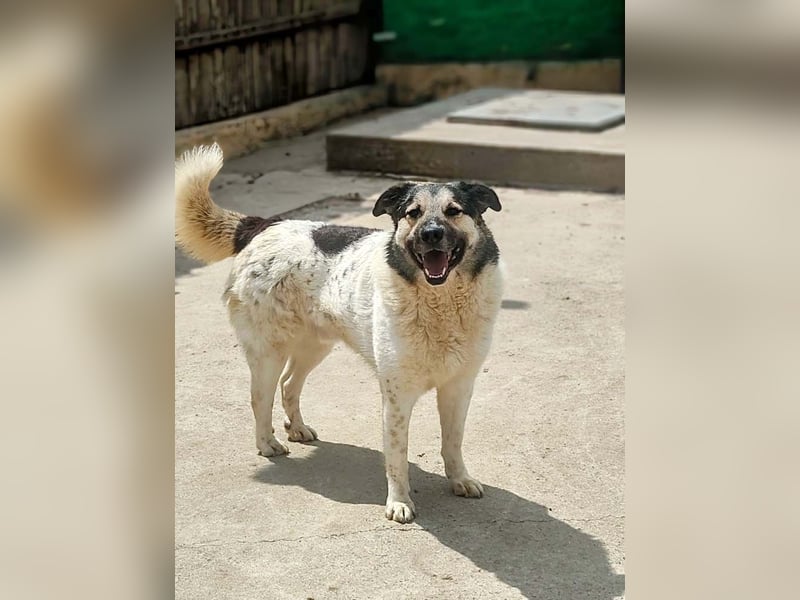 PLUTO- sanft, gesellig, freundlich, sehnt sich nach "seiner Für-immer-Familie"