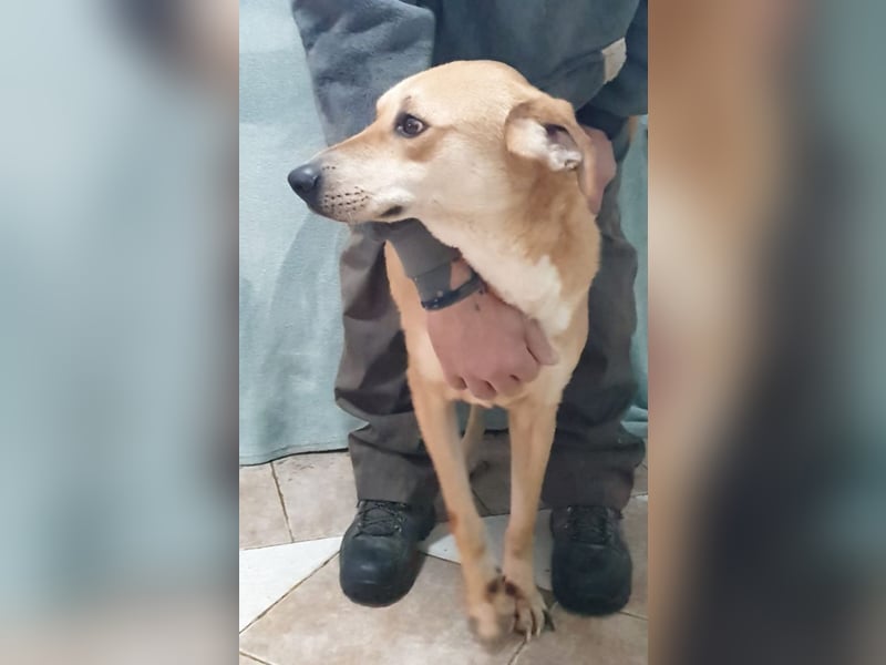BAXTER-sehr menschenfreundlich und zutraulich wartet er sehnsüchtig auf sein liebevolles Zuhause