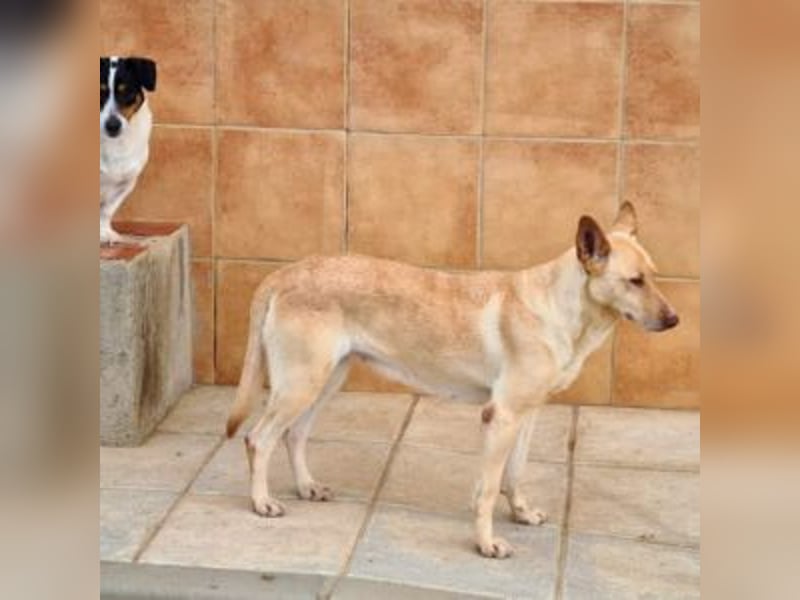 CALA-sehr angenehme, stille Hündin