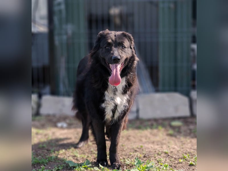 MULAN-liebe, freundliche, ruhige und ausgeglichene Hündin