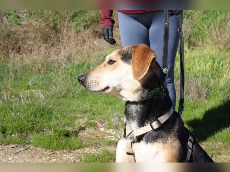 SOMBRA-lieb, sanftmütig, anhänglich und auf der Suche nach liebevoller Für-immer-Familie