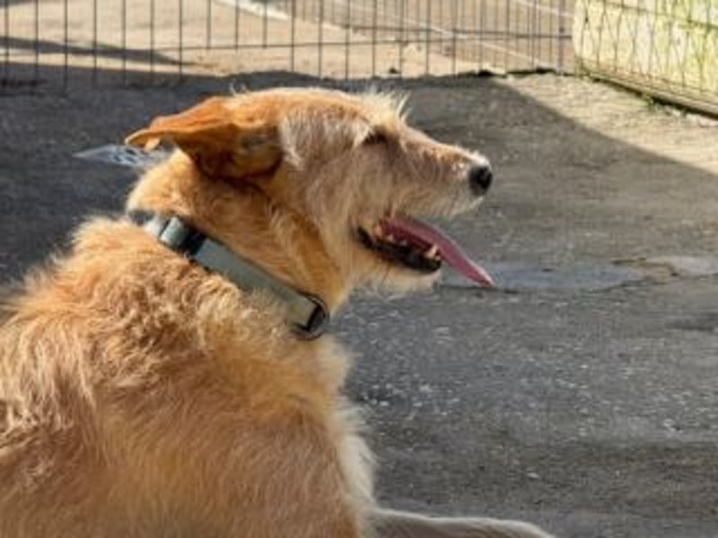 PEANUT-schnuckligen Zottel-Vertreter dieser wunderbaren Rasse