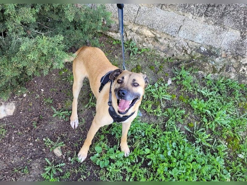 HERCULES-tapferer, lieber, intelligenter Rüde sucht liebevolles Zuhause