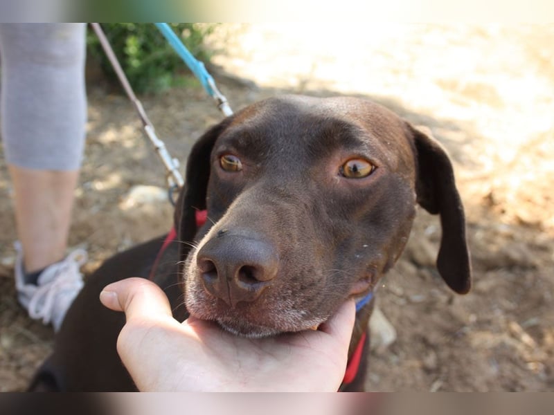 CHOCOLATE-sucht Familie die ihm Liebe und Geborgenheit schenkt-er hat es sie  verdient