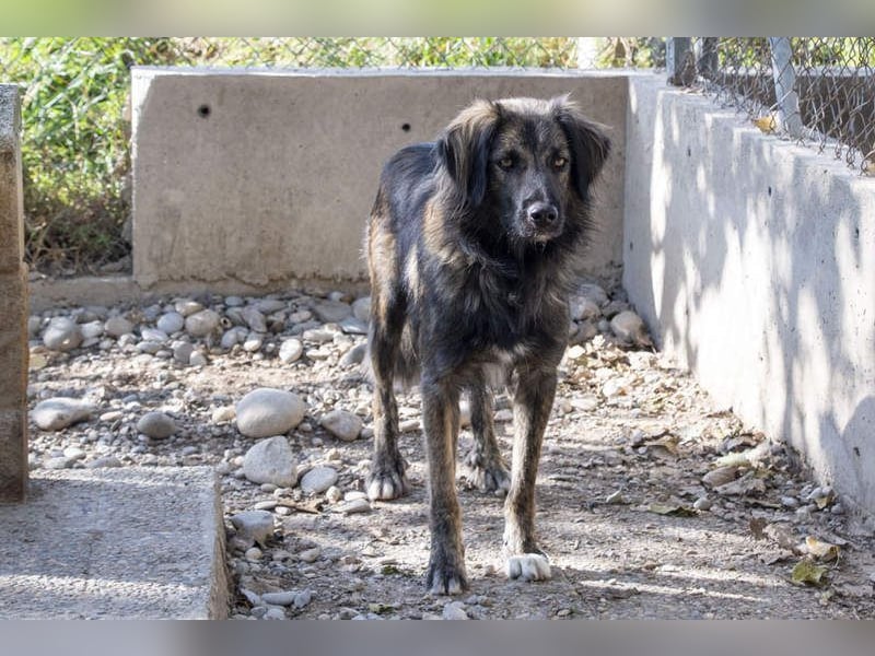Wunderschöner ZEUS-sucht sehnsüchtig sein liebevolles Für-immer-Zuhause
