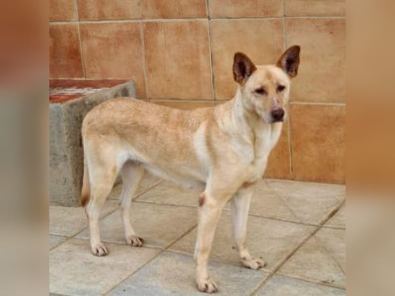 CALA-sehr angenehme, stille Hündin