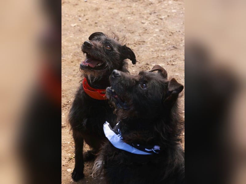 OSLO-warmherzig, anhänglich, liebenswert