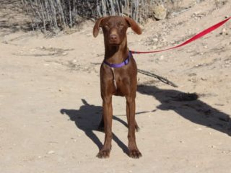 NANDO-kleiner Braco-Charmeur mit großem Herz sucht sein Zuhause